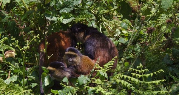 Golden Monkey trekking