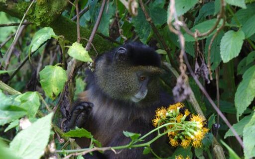 Golden Monkeys in Volcanoes National Park