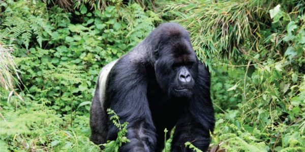 Gorilla trekking in Bwindi Impenetrable National
