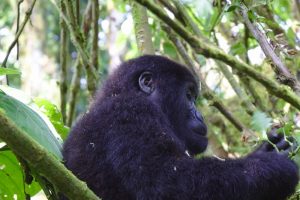 Gorilla trekking in Bwindi uganda