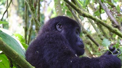 Gorilla trekking in Bwindi uganda