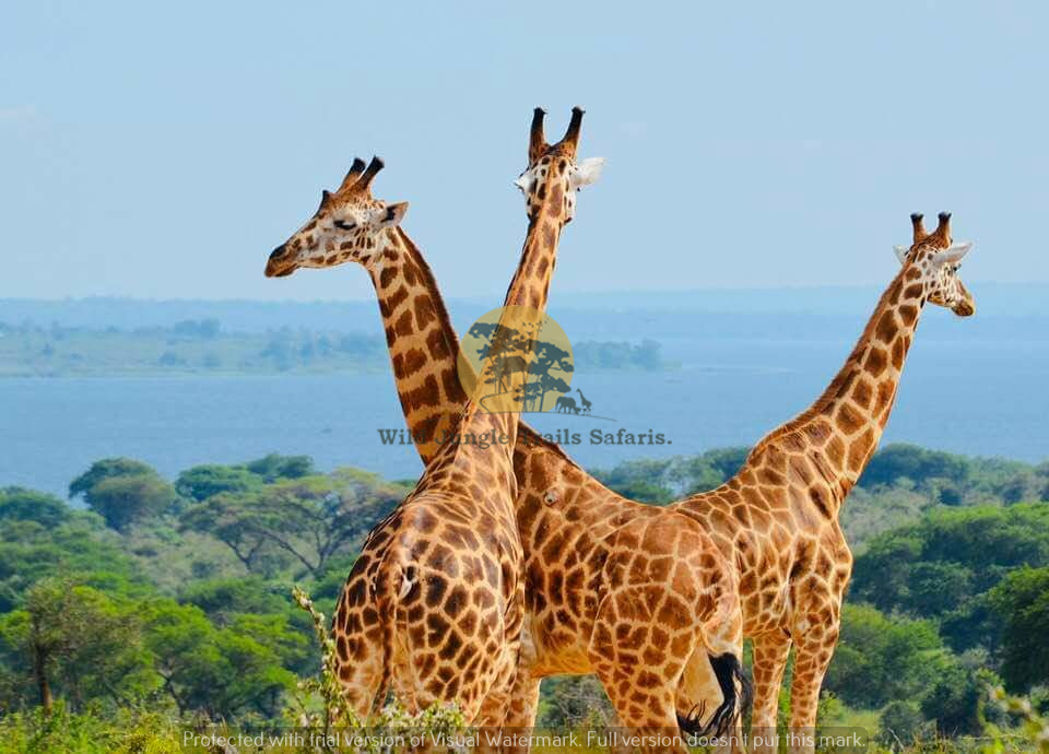 Murchison Falls National Park Uganda 