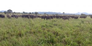 Kidepo Valley National Park travel information