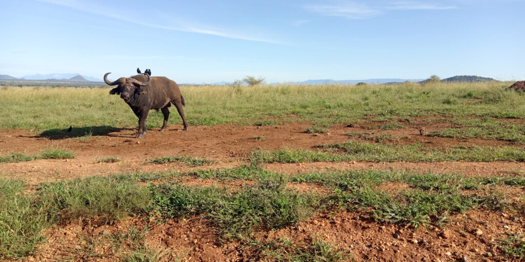 Kidepo Valley National Park travel information