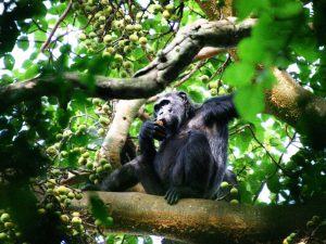 Kibale Forest National Park - 10 Days Best of Uganda Adventure Safari