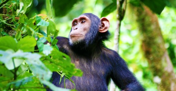 Kibale Forest National Park - 12 Days Uganda wildlife, chimpanzee and gorilla trekking safari