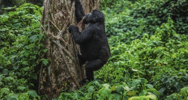 Mountain Gorillas Volcanoes National Park Rwanda