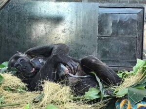 Natasha, world’s most intelligent chimp gives birth to 4th baby of Ngamba Island Chimpanzee Sanctuary