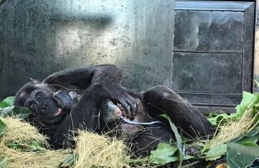 Natasha, world’s most intelligent chimp gives birth to 4th baby of Ngamba Island Chimpanzee Sanctuary