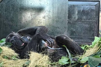 Natasha, world’s most intelligent chimp gives birth to 4th baby of Ngamba Island Chimpanzee Sanctuary