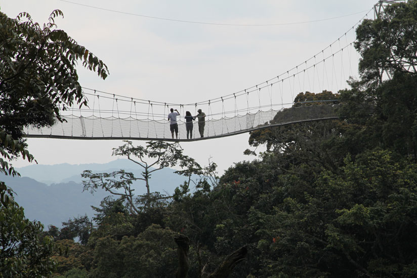Nyungwe canopy walk in Nyungwe forest