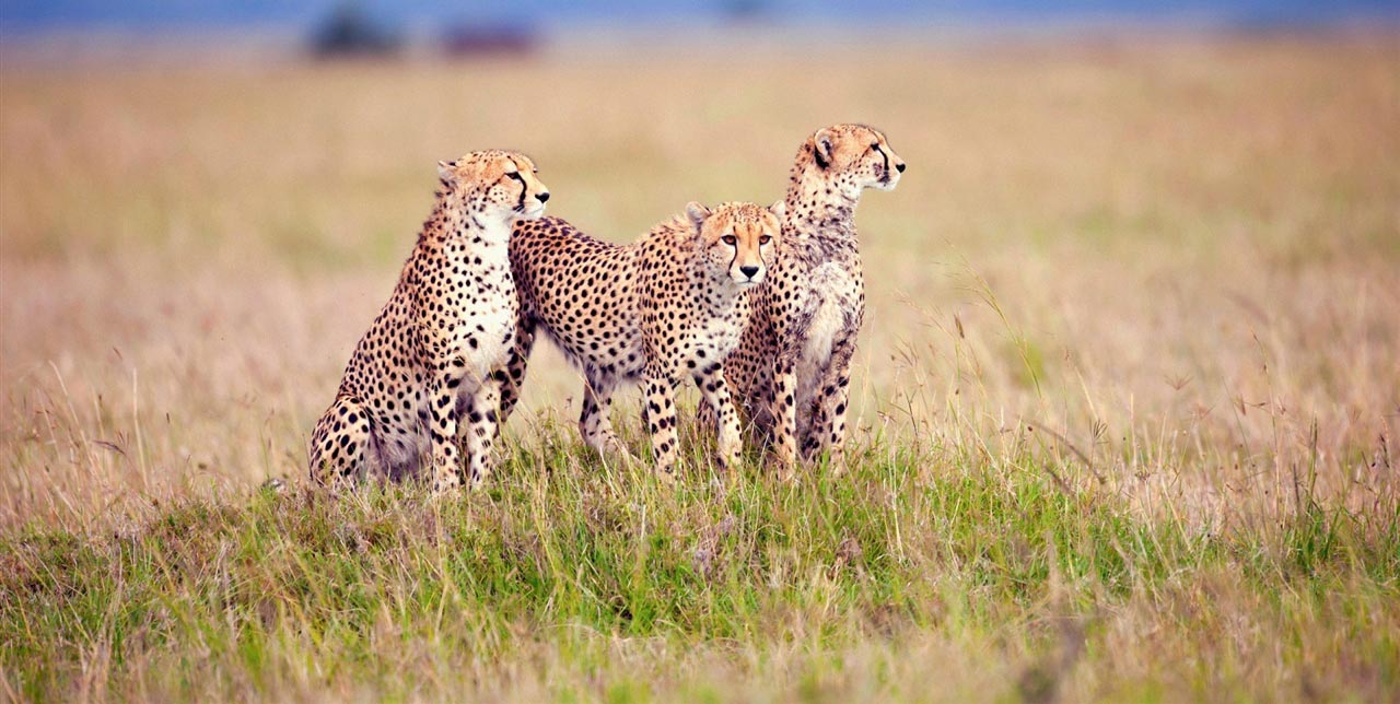 Serengeti National Park1234