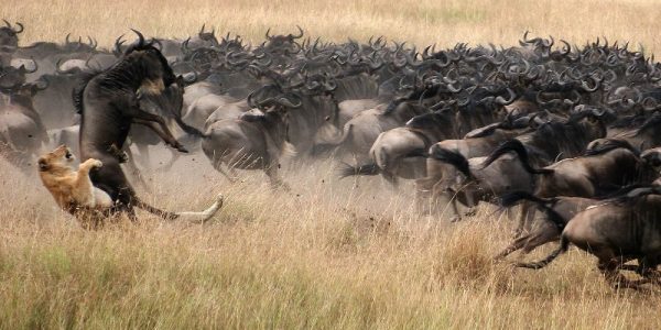 Wildebeest migration - Kenya Safaris