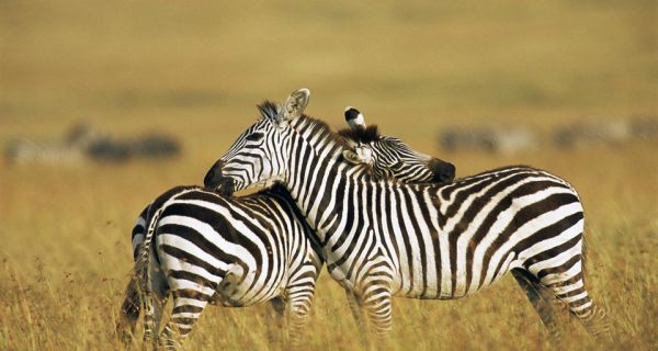 Wildlife Maasai Mara National Reserve