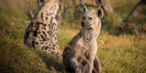 Wildlife in Kenya safaris