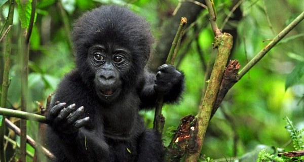 gorilla trekking safaris in volcanoes national park