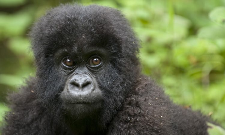 short rwanda safaris