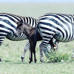 Rare Colored Baby Zebra Spotted in Maasai Mara Reserve, Named Tira –Travel News