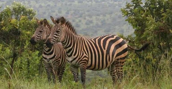 wildlife in akagera national park