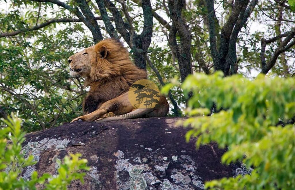 Cheap Safaris in Uganda