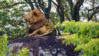 Cheap Safaris in Uganda
