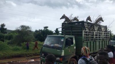 Pian Upe Wildlife Reserve Welcomes First Batch of Five Rothschild Giraffes