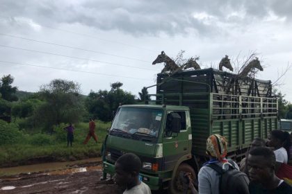 Pian Upe Wildlife Reserve Welcomes First Batch of Five Rothschild Giraffes