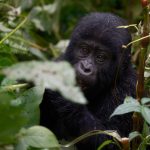 10 Days Best of Uganda Adventure Safari