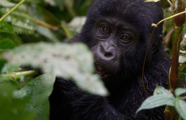 Gorilla-Bwind 10 Days Best of Uganda Adventure Safari