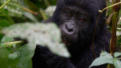 Gorilla-Bwind 10 Days Best of Uganda Adventure Safari