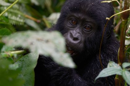 Gorilla-Bwind 10 Days Best of Uganda Adventure Safari