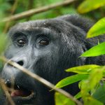 Gorilla Trekking and Uganda Holiday Safari Packages