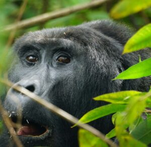 Gorilla Trekking and Uganda Holiday Safari Packages