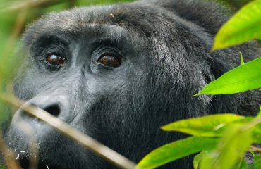 Rwanda Gorilla Trekking Gorilla Trekking and Uganda Holiday Safari Packages