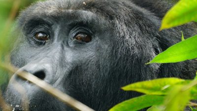 Rwanda Gorilla Trekking Gorilla Trekking and Uganda Holiday Safari Packages