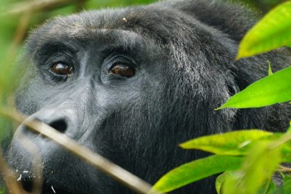 Rwanda Gorilla Trekking Gorilla Trekking and Uganda Holiday Safari Packages