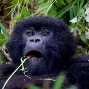 Best Gorilla Trekking and Safari Holidays in Uganda: