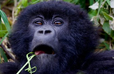 Rwanda-Uganda-Safaris Best Gorilla Trekking and Safari Holidays in Uganda: