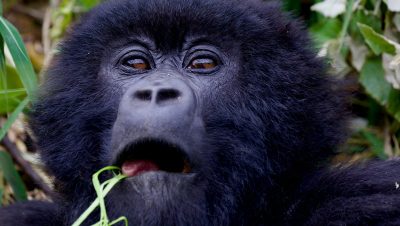 Rwanda-Uganda-Safaris Best Gorilla Trekking and Safari Holidays in Uganda: