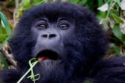 Rwanda-Uganda-Safaris Best Gorilla Trekking and Safari Holidays in Uganda: