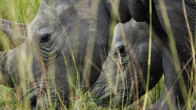 12 Days Uganda wildlife, chimpanzee and gorilla trekking safari