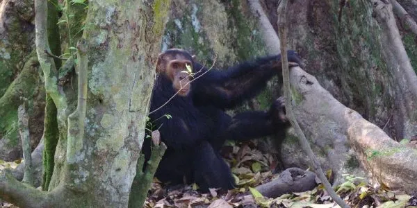 Chimpanzee Tracking in Kibale Forest
