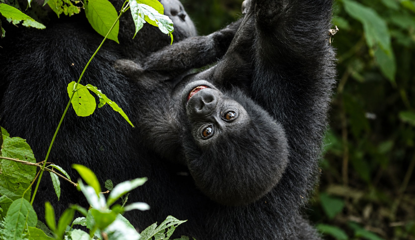Gorilla Trekking in Uganda