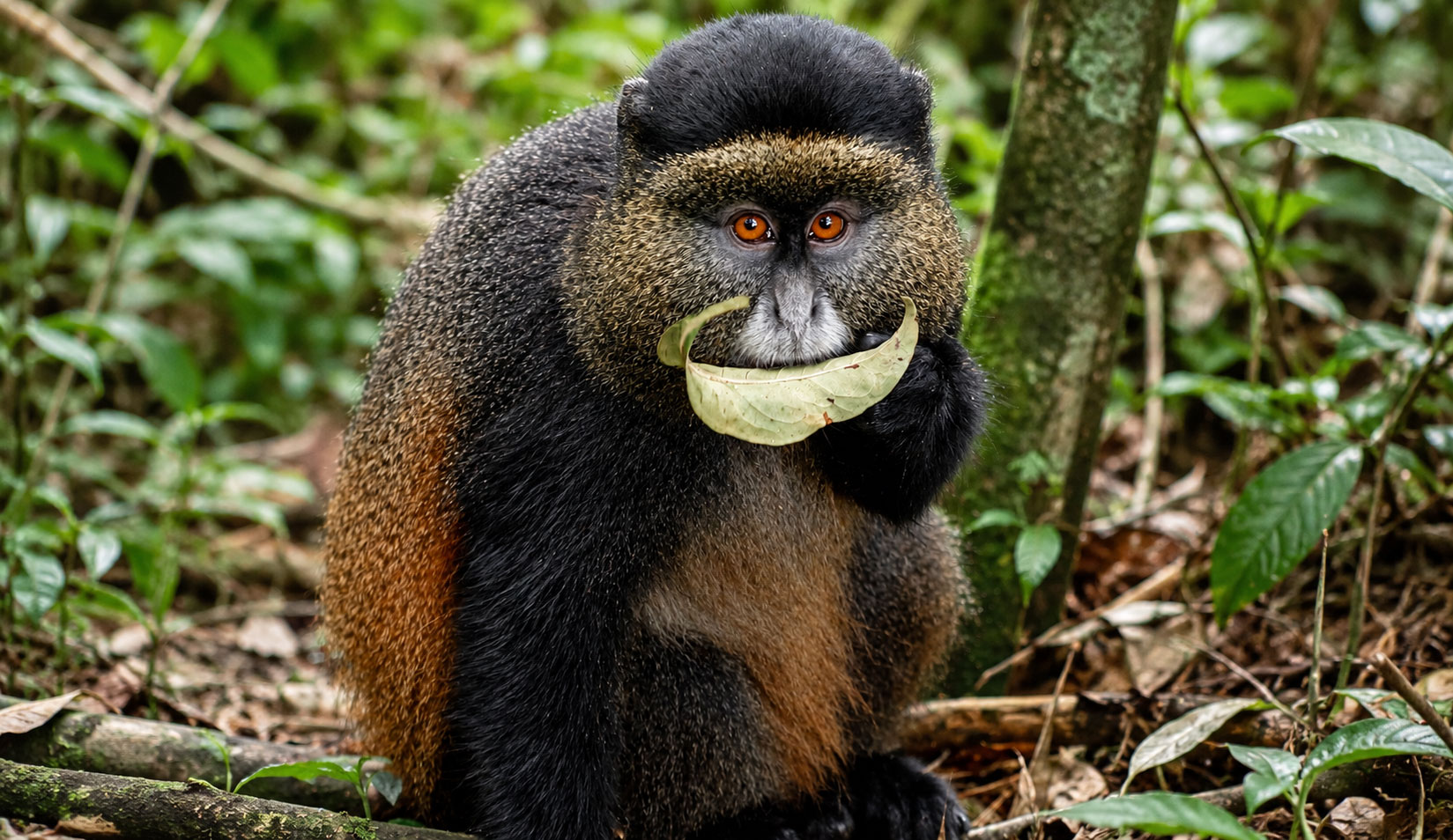 Golden-Monkey